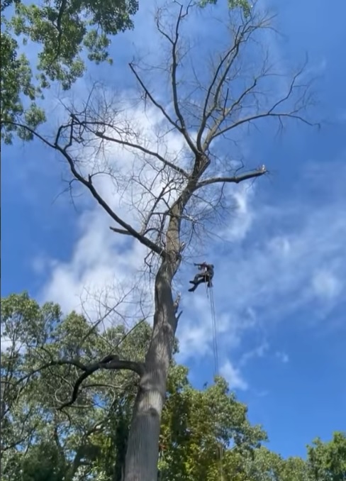 tree-services