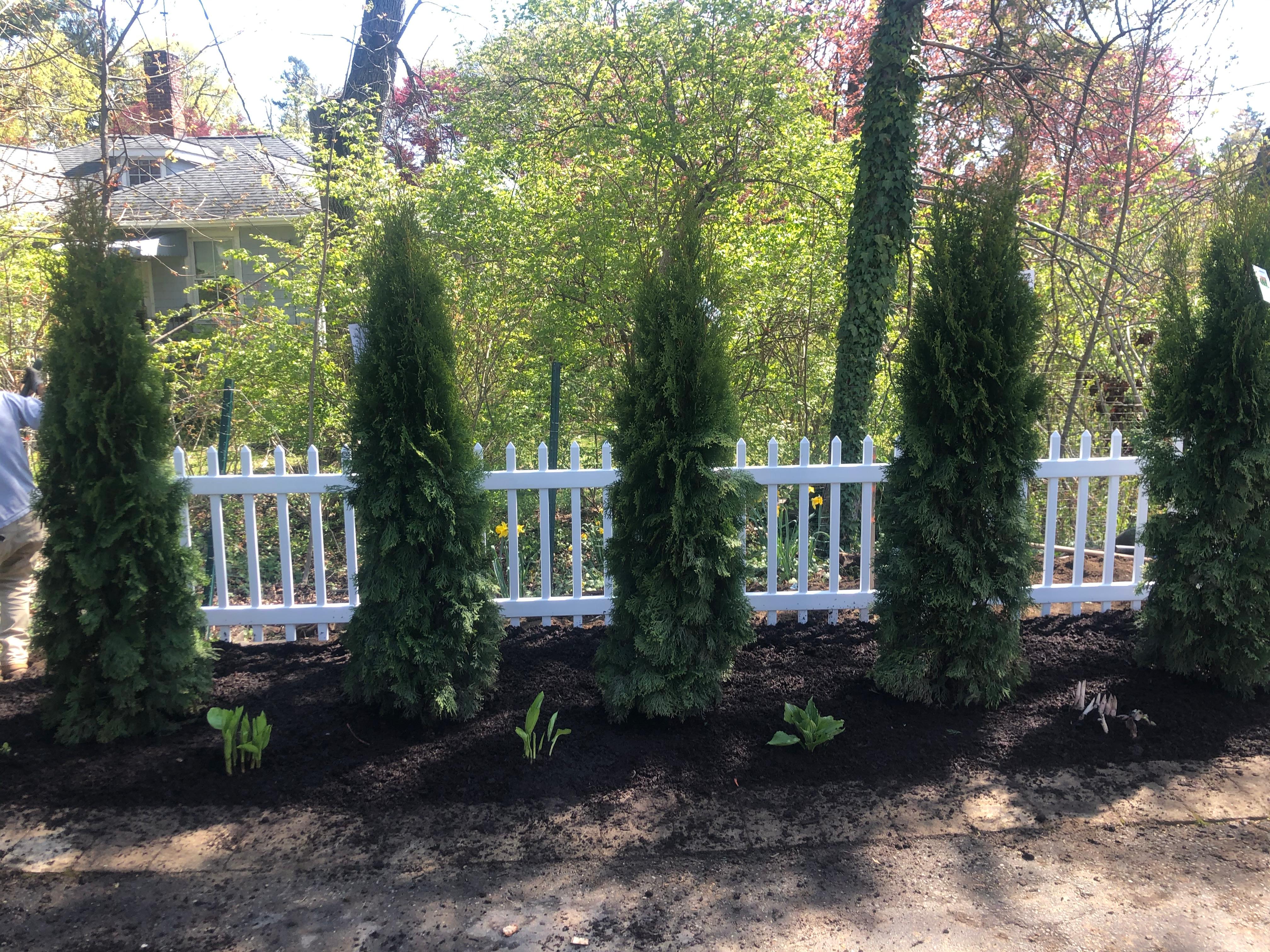 tree services